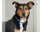 Doberman Pinscher Mix DOG FOR ADOPTION RGADN-1088904 - Oodoo - Shepherd /