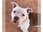 Bullboxer Pit DOG FOR ADOPTION RGADN-1089092 - Mai Tai - American Pit Bull