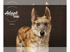 Catahoula Leopard Dog-Collie Mix DOG FOR ADOPTION RGADN-1091043 - Gracie -