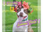 American Pit Bull Terrier Mix DOG FOR ADOPTION RGADN-1091049 - Ireland Skye -