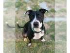 American Pit Bull Terrier Mix DOG FOR ADOPTION RGADN-1091920 - Jackie - Pit Bull