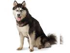Huskies Mix DOG FOR ADOPTION RGADN-1092013 - Keyana - Husky / Mixed Dog For