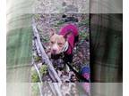 American Pit Bull Terrier DOG FOR ADOPTION RGADN-1087632 - Athena ~ Courtesy