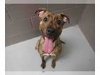 American Pit Bull Terrier Mix DOG FOR ADOPTION RGADN-1088034 - BRENDA - Pit Bull