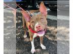 American Pit Bull Terrier DOG FOR ADOPTION RGADN-1088132 - Holly *Adopt or