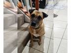 German Shepherd Dog Mix DOG FOR ADOPTION RGADN-1088380 - Louisa 0106 - German