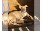 American Pit Bull Terrier-Rhodesian Ridgeback Mix DOG FOR ADOPTION RGADN-1088617