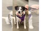 Feist Terrier Mix DOG FOR ADOPTION RGADN-1088654 - Archie - Cattle Dog / Feist /