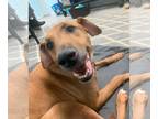American Pit Bull Terrier-Doberman Pinscher Mix DOG FOR ADOPTION RGADN-1088671 -
