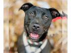 Labrador Retriever Mix DOG FOR ADOPTION RGADN-1088727 - Sooney *Adopt or Foster*
