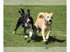 American Eskimo Dog-Boxer Mix DOG FOR ADOPTION RGADN-1089014 - Betty - Boxer /