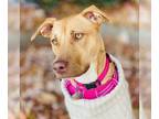 American Pit Bull Terrier Mix DOG FOR ADOPTION RGADN-1089133 - Marigold *Adopt*