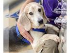 Beagle Mix DOG FOR ADOPTION RGADN-1089314 - Luke *Adopt* - Beagle / Mixed (short
