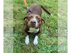 Beagle Mix DOG FOR ADOPTION RGADN-1089542 - CeeCee - Beagle / Terrier / Mixed
