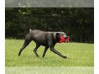 Labmaraner DOG FOR ADOPTION RGADN-1090296 - Maxwell - Labrador Retriever /