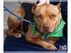American Pit Bull Terrier Mix DOG FOR ADOPTION RGADN-1090660 - Noel in Arlington