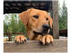 Labrador Retriever Mix DOG FOR ADOPTION RGADN-1088972 - AMY SANTIAGO - Labrador