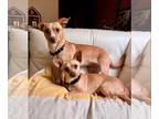 Dachshund-Jack Russell Terrier Mix DOG FOR ADOPTION RGADN-1089055 - Honey and