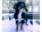 Cavalier King Charles Spaniel-Dachshund Mix DOG FOR ADOPTION RGADN-1089149 -