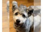 Pumi DOG FOR ADOPTION RGADN-1090222 - NIALL HORAN - Pumi (medium coat) Dog For