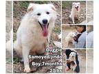 Samoyed Mix DOG FOR ADOPTION RGADN-1092385 - Duggie from Korea - Samoyed / Jindo