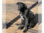 German Shepherd Dog-Great Dane Mix DOG FOR ADOPTION RGADN-1092723 - MARK IKAGAMI