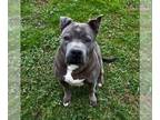 American Pit Bull Terrier Mix DOG FOR ADOPTION RGADN-1088267 - Ella - Pit Bull