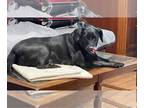 Beagle Mix DOG FOR ADOPTION RGADN-1089180 - Koda - Black Labrador Retriever /