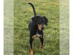 Coonhound-Doberman Pinscher Mix DOG FOR ADOPTION RGADN-1092631 - Dolby -