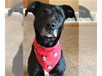 American Staffordshire Terrier Mix DOG FOR ADOPTION RGADN-1087339 - Micki -