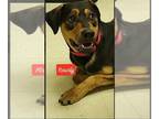 Treeing Walker Coonhound Mix DOG FOR ADOPTION RGADN-1092686 - ROWDY - COMING