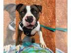 American Pit Bull Terrier Mix DOG FOR ADOPTION RGADN-1092688 - BAILEY - COMING
