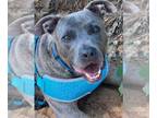 American Staffordshire Terrier Mix DOG FOR ADOPTION RGADN-1092689 - BLUE COMING