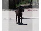 Chinese Shar-Pei-Labrador Retriever Mix DOG FOR ADOPTION RGADN-1087428 - Charlie