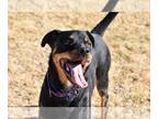 Rottweiler DOG FOR ADOPTION RGADN-1089134 - Roxie/Referral - Rottweiler (short
