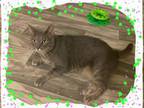 Adopt Zumba Zoe! a American Shorthair