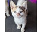 Adopt Diva a Dilute Calico, American Shorthair