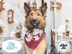 Adopt OTIS a German Shepherd Dog, Mixed Breed