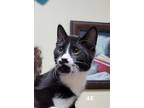 Adopt AK a Domestic Short Hair