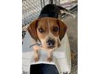 Adopt Copper (BONDED W/MILEY) a Beagle