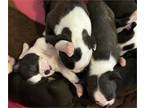 AKC Boston Terrier Puppies! - Opportunity!