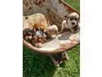 AKC Reg. Beagle Puppies! - Opportunity!