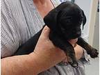 Black Beauty - Jill Chihuahua Puppy Female