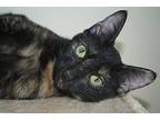 Luna &/or Jack-Pretty Torties American Shorthair Senior Female