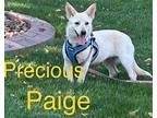 Precious Paige D2023 SS in New England Corgi Puppy Female