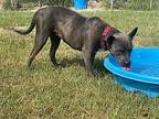 Pippy American Pit Bull Terrier Adult Female
