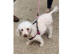 Rosy AFR in RI Poodle (Miniature) Young Female