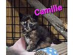Camille Domestic Shorthair Kitten Female
