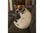 Adopt Roscoe a Jack Russell Terrier