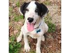 Adopt Petey a Pointer